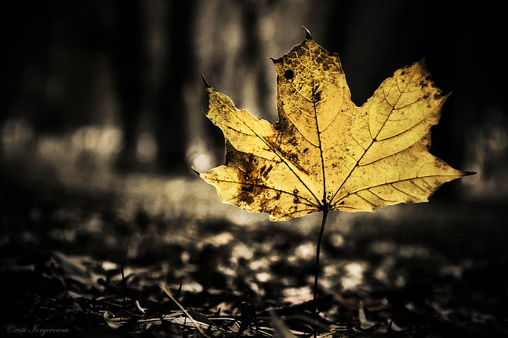 blad, zwart, in de avond, herfst, natuur, seizoen, bos