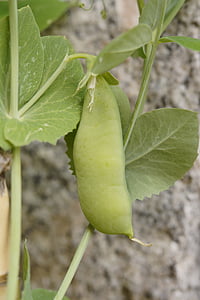 pea pod, pea, pea plant, grow, vegetables, green, healthy