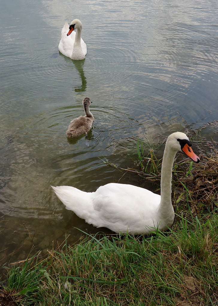 Swan, Baby, apa, familia, animale, natura, iaz