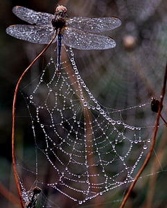 Dragonfly, kaste, spider web, hommikul, putukad Insecta, tilgad, loodus