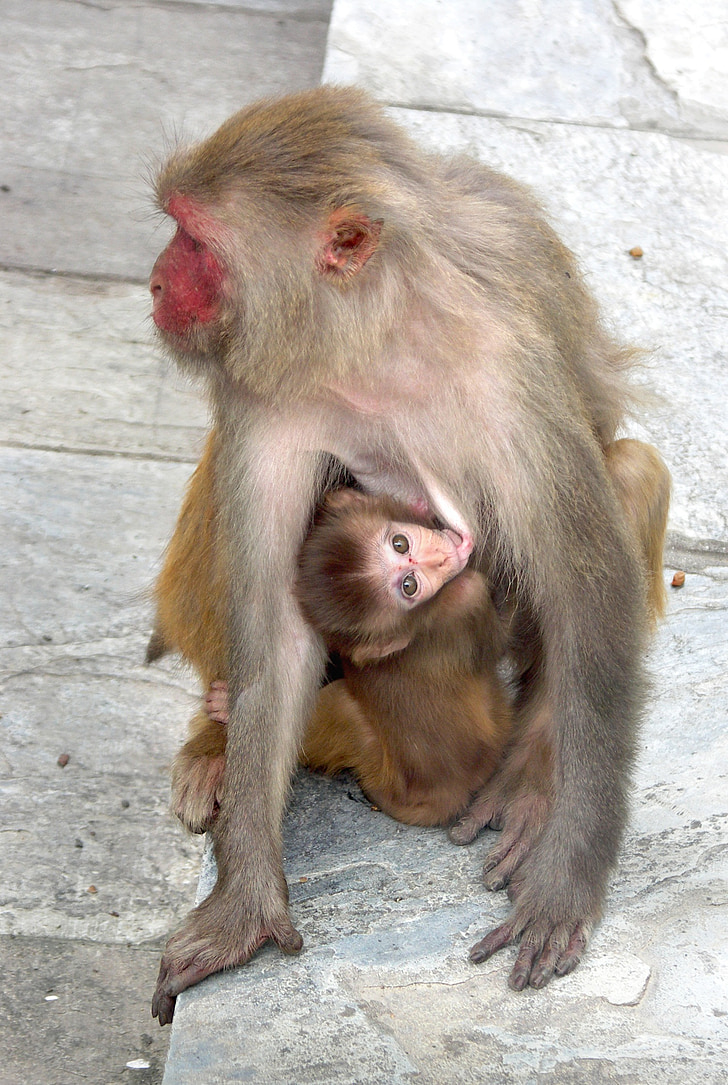 monkey, monkey with a cub, nepal, monkey shrine, swayambhunath temple, animal, wildlife