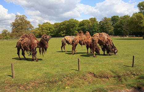 zoo park, animals, camels, zoo, nature, park, wild