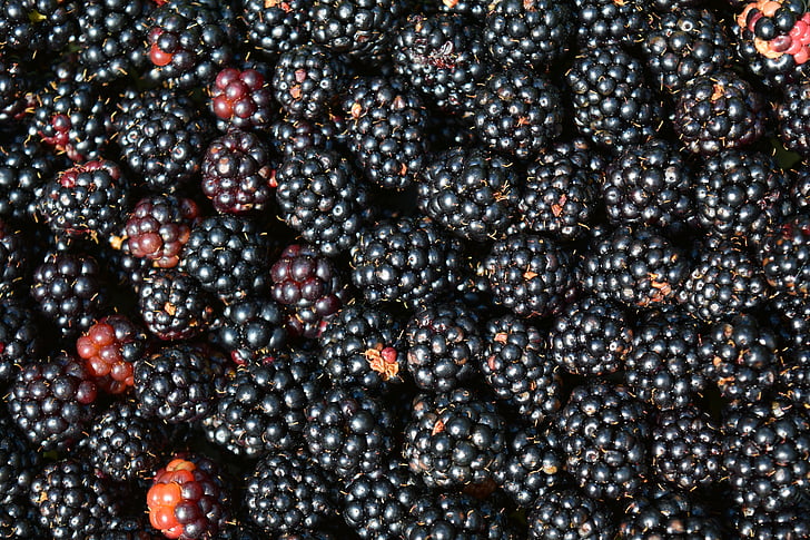 BlackBerry, latar belakang, hitam, gelap, Berry, sehat, lezat