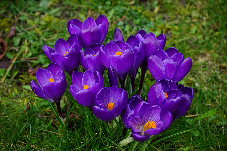 krokus, bloemen, paars, sluiten, lente, bühen, kleurrijke