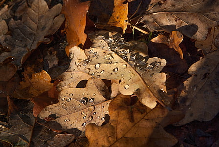 leaves, fall, raindrops, brown, no people, close-up, day
