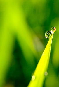 blur, close-up, dew, droplets, environment, green, growth