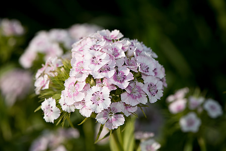 sweet william, carnation, carnation family, pink, white, dianthus barbatus, garden