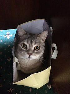 chat, chat dans le sac