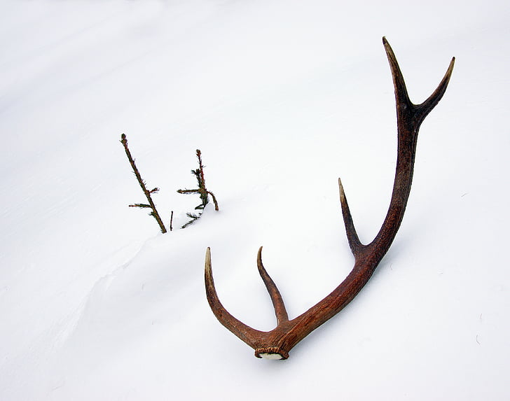 Deer, sarvet, vaiheessa, kaviot, lumi, talvi, yllätys