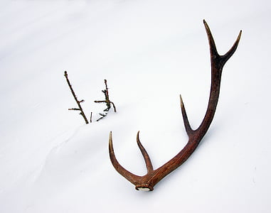 deer, horns, stage, antlers, snow, winter, surprise