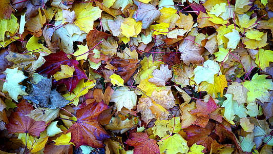 priroda, biljke, stabla, lišće, boje, jesen, list
