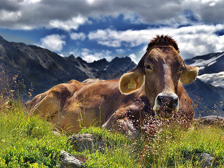 krava, u Alpama, planine, ostalo, oblaci, krajolik, stijene