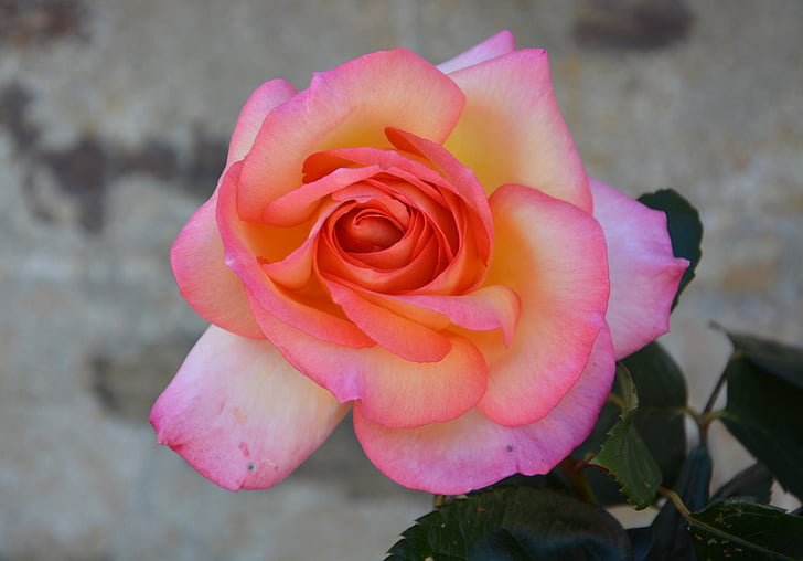 rosa, flor, flores de color rosa, Rosal, color rosa, jardín, flores de verano