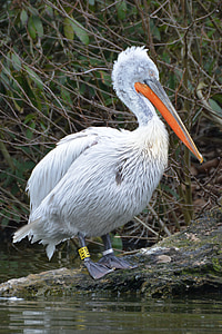 Pelican, pájaro, animal, aves acuáticas