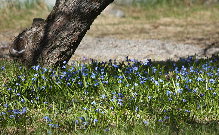 spring, scilla, onion flower, blue, nature, park, finnish