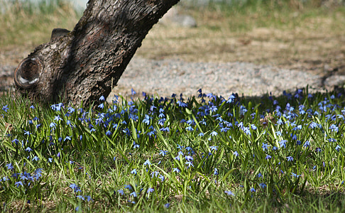 春天, 绵, 洋葱花, 蓝色, 自然, 公园, 芬兰语