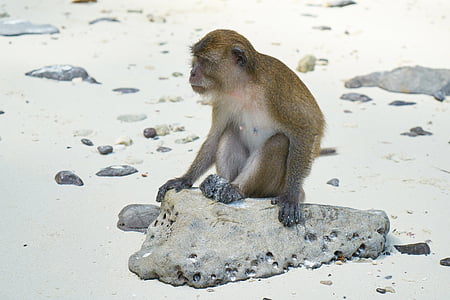 원숭이, 비치, 동물, 야생, 귀여운, 작은, 모래