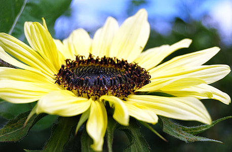 Sun flower, Słońce, jasne, kwiaty, Latem, żółty, Nasiona słonecznika
