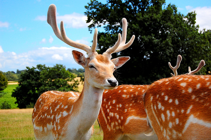 deer, antlers, animals, animal, nature, mammal, wildlife