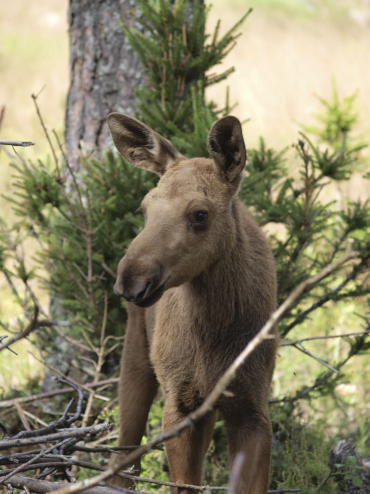 Moose kalf, Moose, Moose kind, jonge dier, jonge, Zweden, Värmland