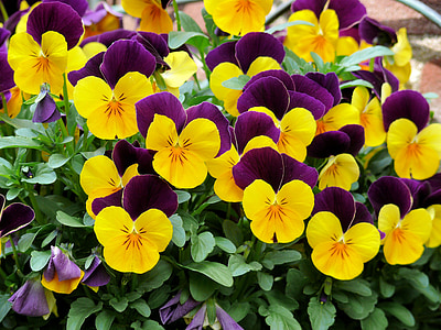 violets, flowers, purple, yellow, spring, garden, nature