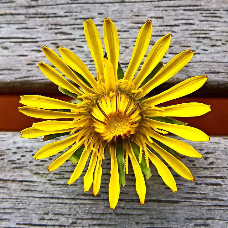 dandelion, buttercup, single bloom, yellow petals, grassland plants, medicinal plant, nature