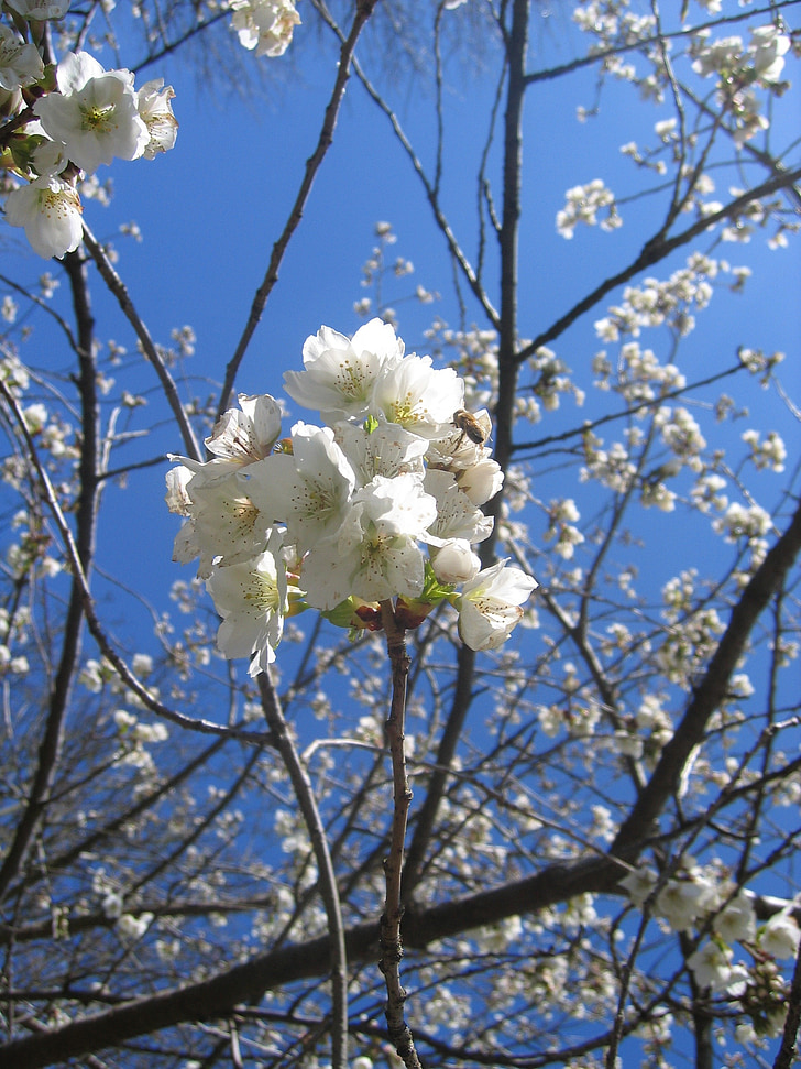 puu, Blossom, Bloom, kevään, Apple, kirsikka, vaaleanpunainen