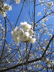 cây, Blossom, nở hoa, mùa xuân, Apple, Anh đào, màu hồng