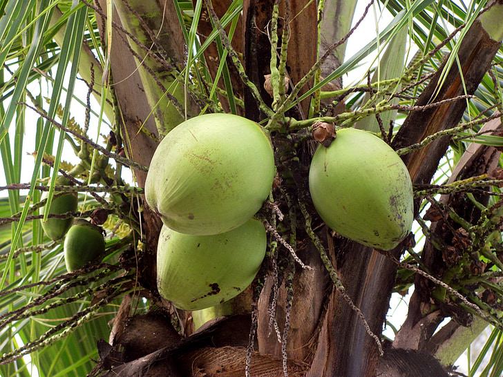 cocos, frutas, frutas, verdes, verde, árvore de coco, Brasil