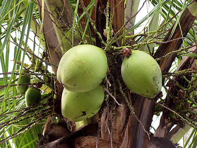 Kokosai, vaisių, vaisiai, žali, žalia, Kokosų medis, Brazilija