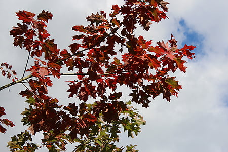 自然, 树顶, 红色, 秋天