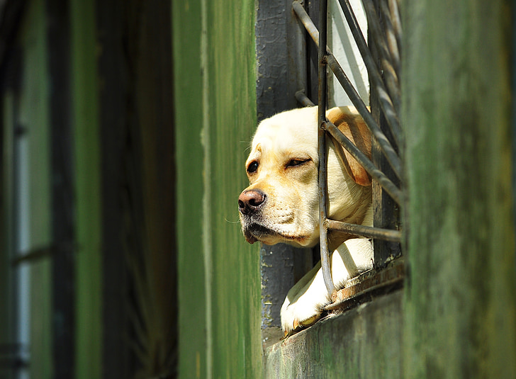 hund, vindue, gitter, udsigt, hus