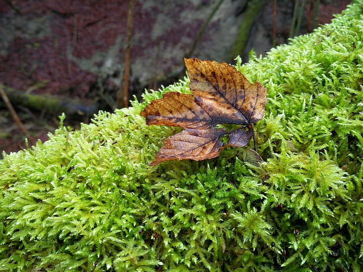 Moss, efterår, skovbunden, natur, skov, efterår blade, bemoost