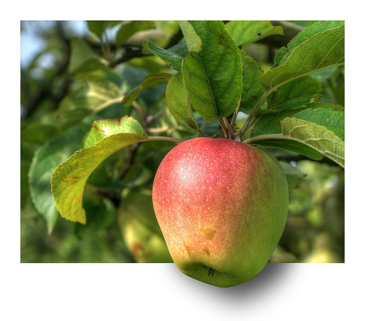 elma, meyve, elma ağacı, HDR, EBV, dışarı çerçeve, dışarı çıktı