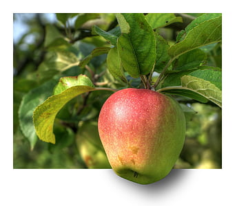 jabolko, sadje, jablana, HDR, EBV, iz okvirja, osvobojene