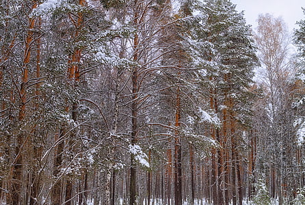 gozd, sneg, pozimi, zimski gozd, dreves, narave, drevo