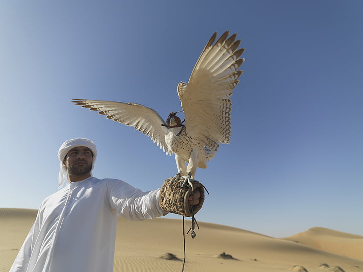 Falcon, Verenigde Arabische Emiraten, woestijn, Hunter, claws, valkerij, veren