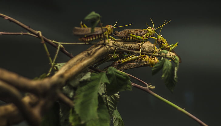 locust, zoo, insect, animal, nature, grasshopper, natural