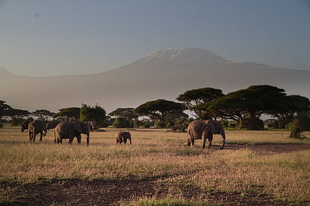 象, kilimadscharo, アンボセリ, アフリカのブッシュゾウ, サバンナ, アフリカ, 荒野