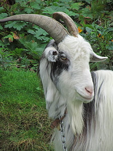 goat, park, white, black, animal, nature, browser