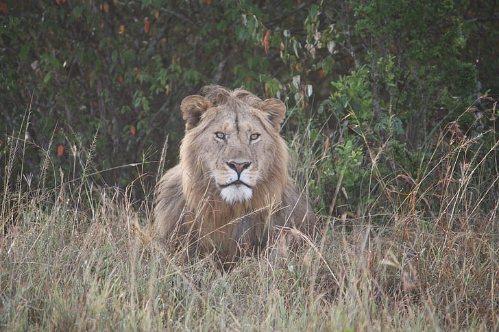 Lew, Kenia, dzikich zwierząt