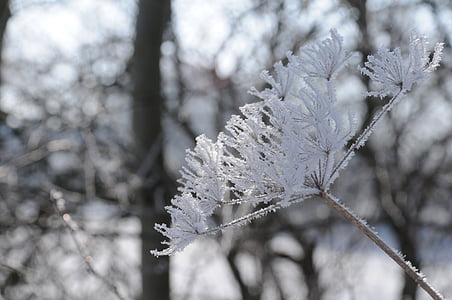 흰, 겨울, 가장 어려운, 눈, 자연, 감기, 프 로스트