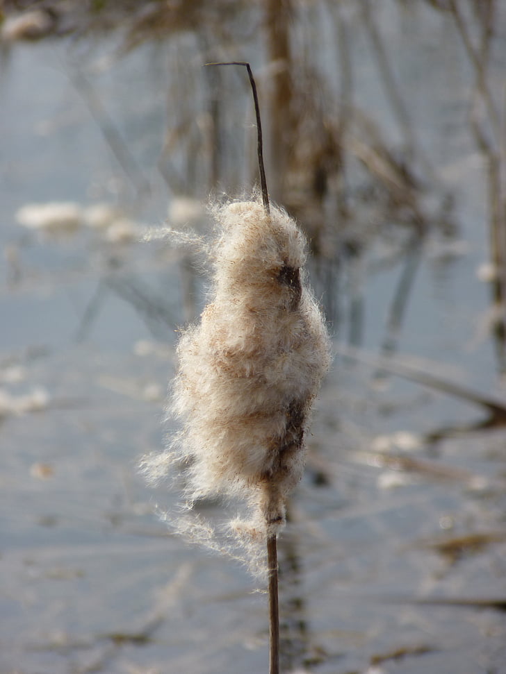 cattail, reed, lake, pond, teichplanze, water, reeds