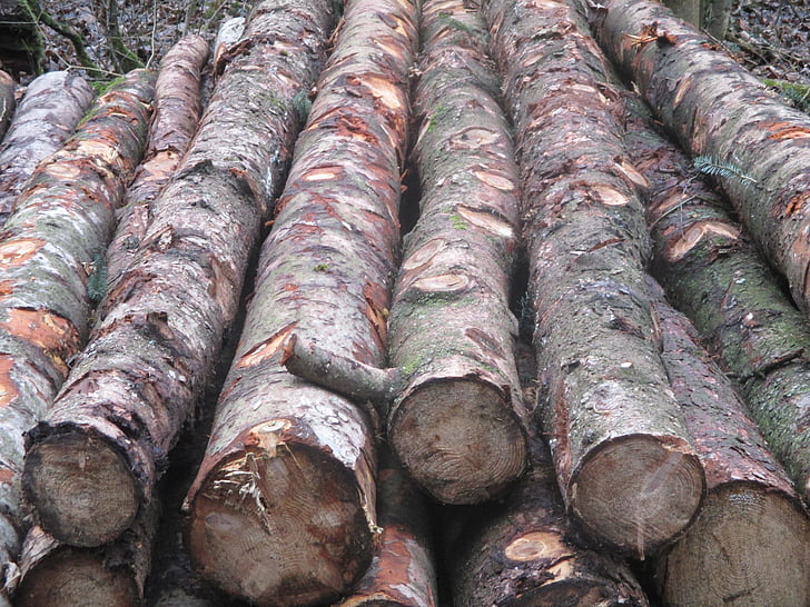 forest, tree trunks, like, stacked, holzstapel, forestry