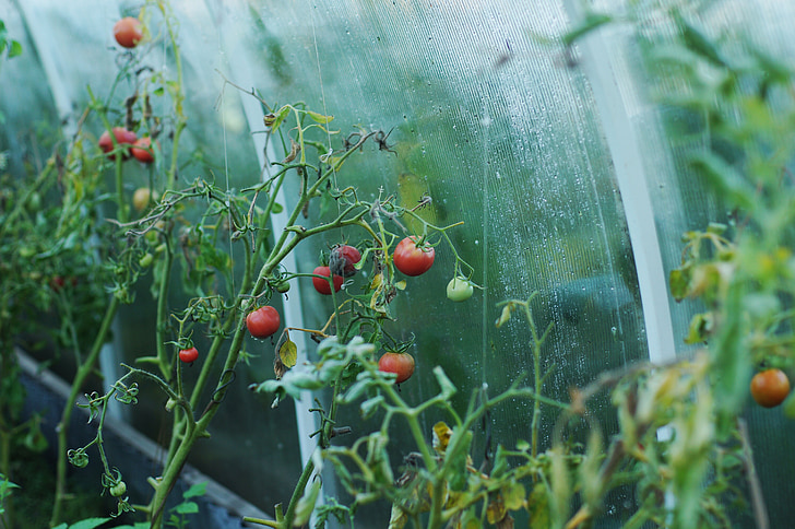 tomates, efecto invernadero, casa de campo, tomate, verduras, alimentos, vegetarianismo