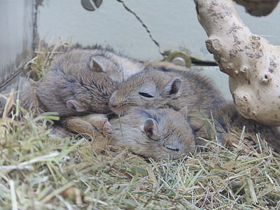 peščene podgane, Mongolija, miško, sesalec, Glodavci, spanja, živali
