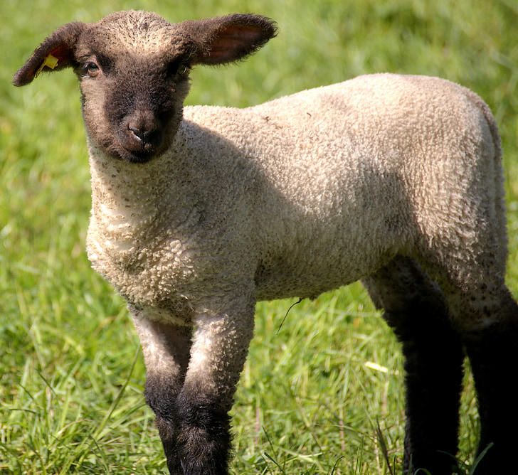 ラム, 羊, 若い動物, 子羊, 草原, 動物, schäfchen