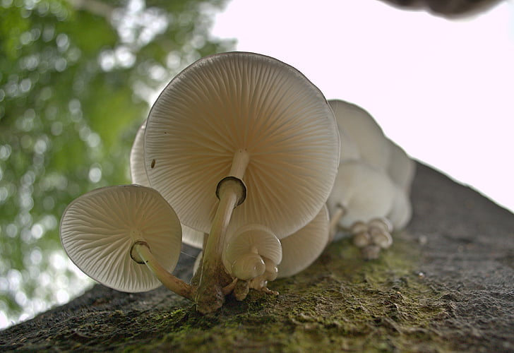 champignon, champignon de porcelaine, blanc, nature, automne, champignon, champignon comestible