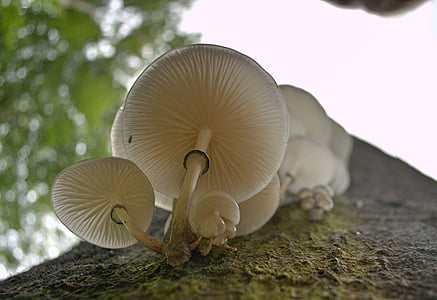 houby, Porcelánové houba, bílá, Příroda, podzim, houby, jedlé houby