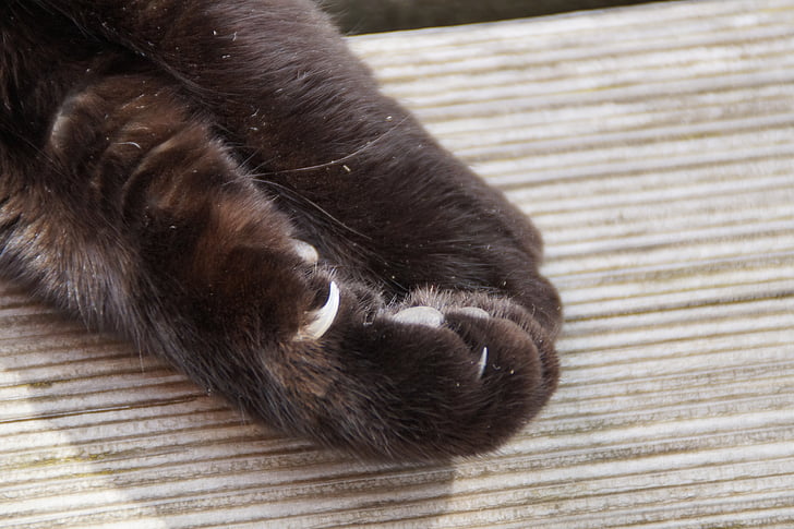 paw, cat paw, foot, cat's paw, ten, animal, animal paws